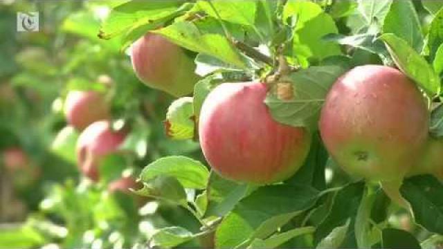 Embedded thumbnail for Can a good harvest be bad news for farmers?